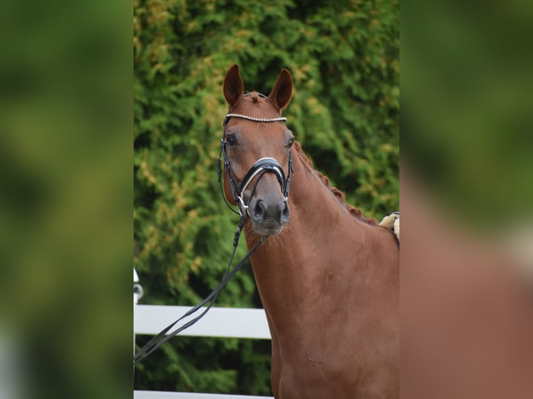 Hanoverian Gelding 10 years Chestnut-Red in Dätgen