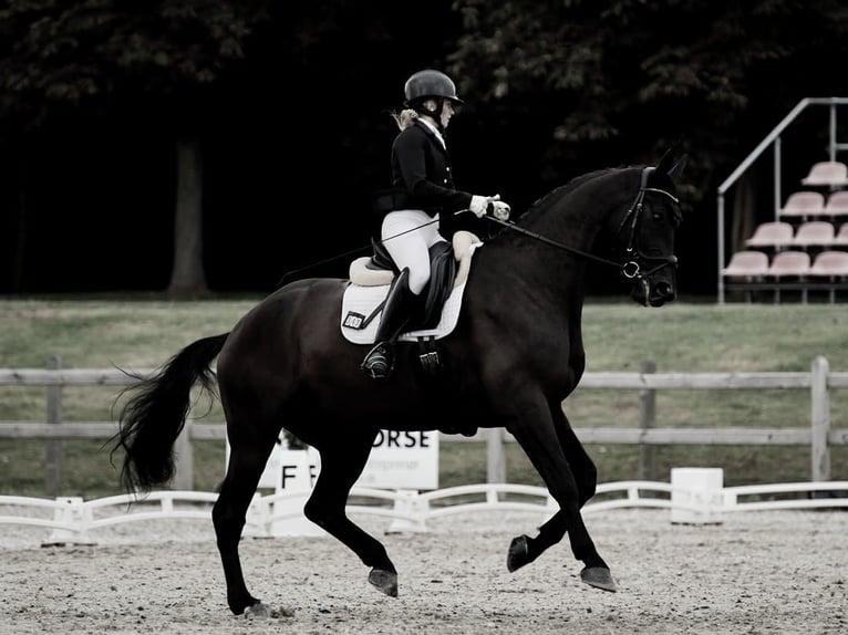 Hanoverian Gelding 10 years in Z&#xFC;rich