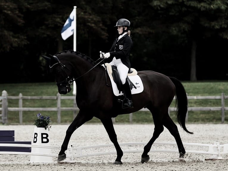 Hanoverian Gelding 10 years in Z&#xFC;rich