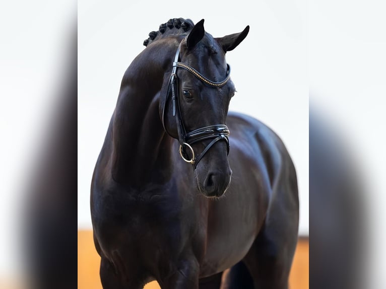 Hanoverian Gelding 10 years in Z&#xFC;rich