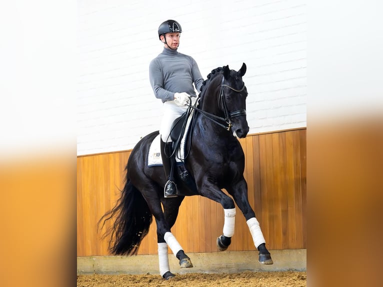 Hanoverian Gelding 10 years in Z&#xFC;rich