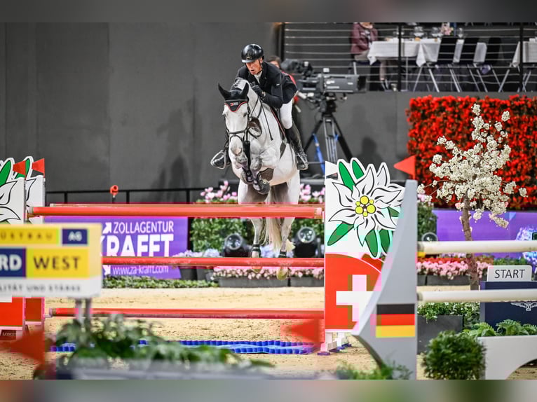 Hanoverian Gelding 10 years Grey in Herrliberg