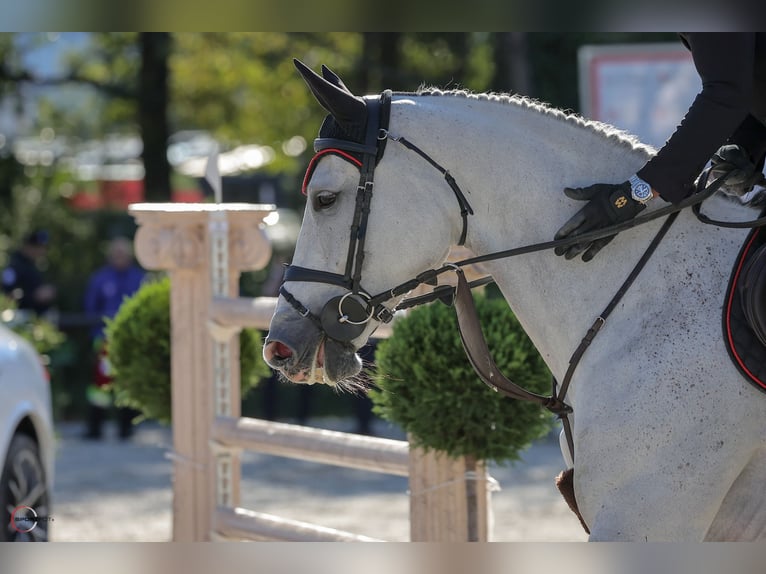 Hanoverian Gelding 10 years Grey in Herrliberg