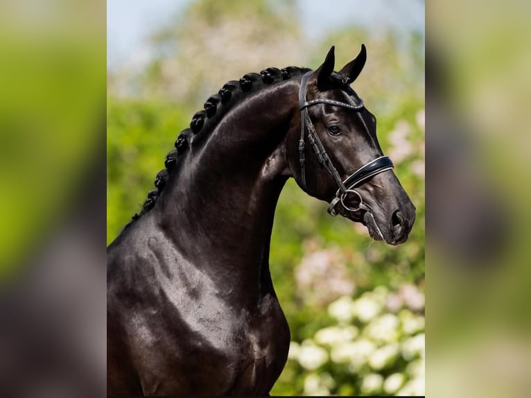 Hanoverian Gelding 10 years in Thalwil