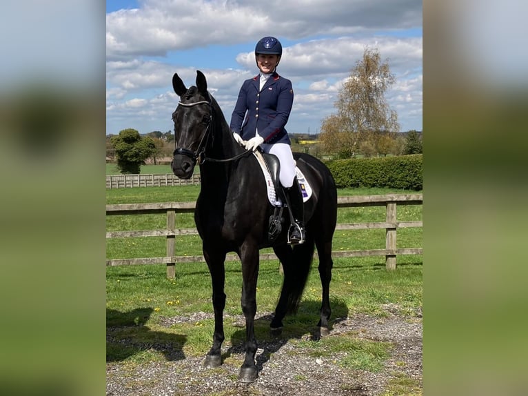Hanoverian Gelding 10 years in Hamburg Stellingen