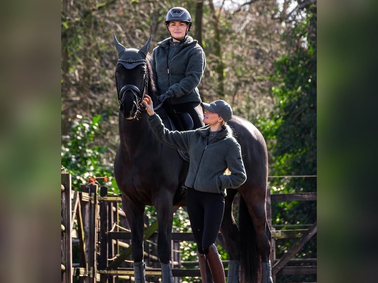 Hanoverian Gelding 10 years in Hamburg Stellingen