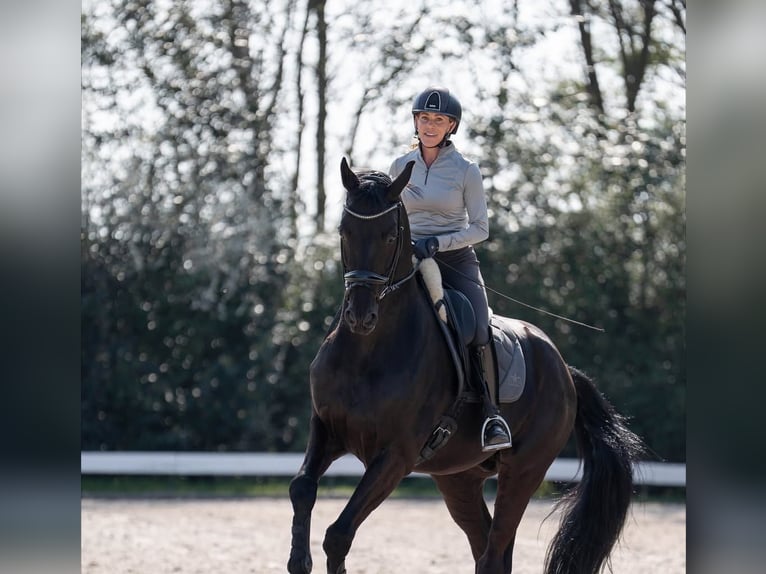 Hanoverian Gelding 10 years in Frankfurt am Main