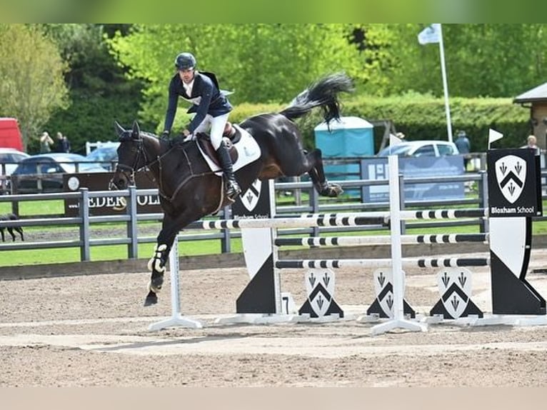 Hanoverian Gelding 10 years in Frankfurt am Main