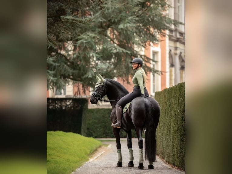 Hanoverian Gelding 10 years in Frankfurt am Main