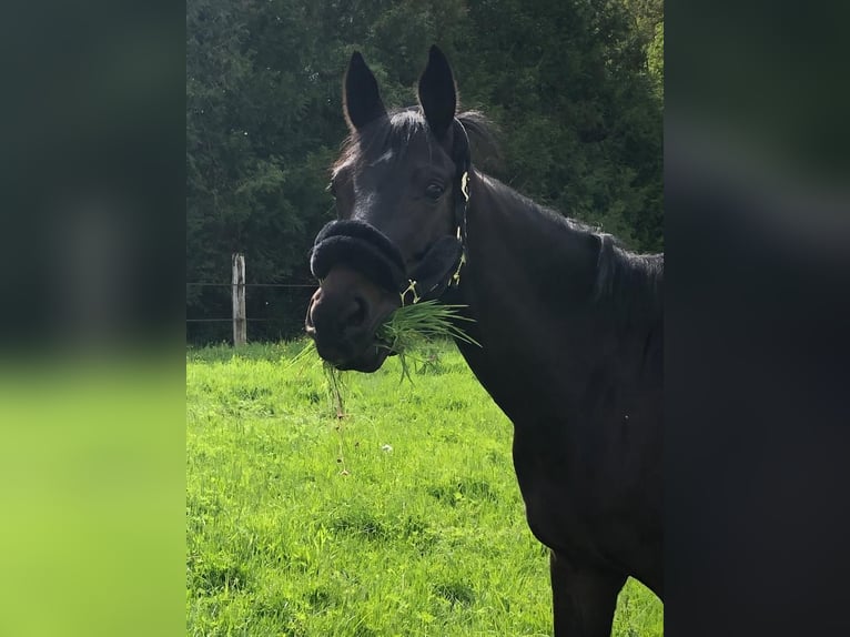 Hanoverian Gelding 10 years Smoky-Black in LONGPONT