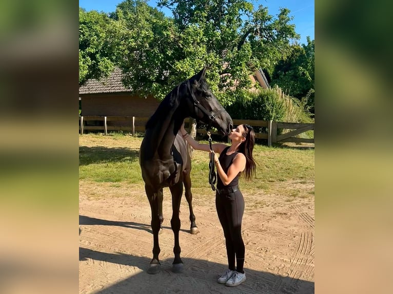 Hanoverian Gelding 10 years Smoky-Black in Chur