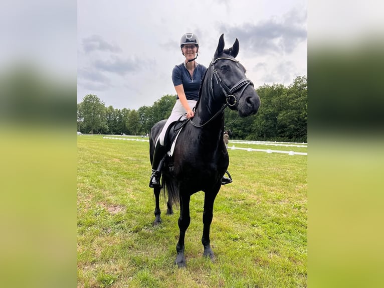 Hanoverian Gelding 10 years Smoky-Black in Chur