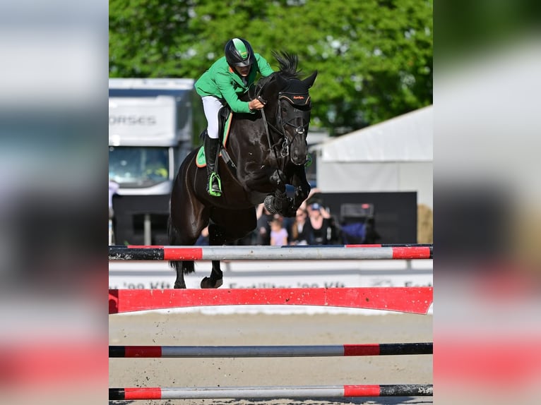 Hanoverian Gelding 10 years Smoky-Black in Chur