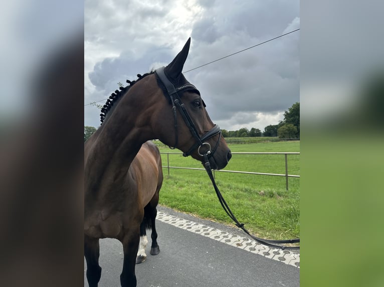 Hanoverian Gelding 11 years 15,2 hh Bay-Dark in Ennigerloh