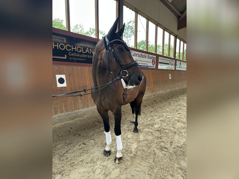 Hanoverian Gelding 11 years 15,2 hh Bay-Dark in Ennigerloh