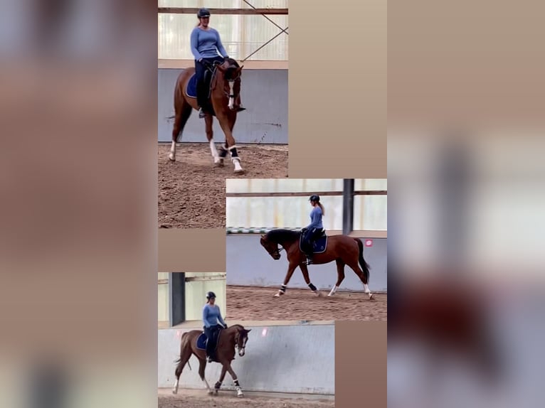 Hanoverian Gelding 11 years 15,2 hh Chestnut in Beverstedt
