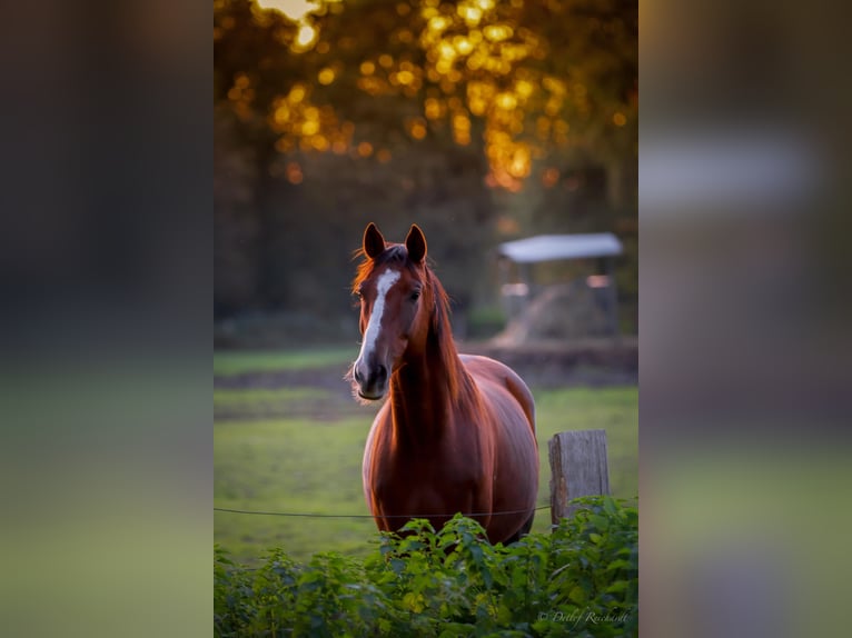 Hanoverian Gelding 11 years 15,2 hh Chestnut in Beverstedt