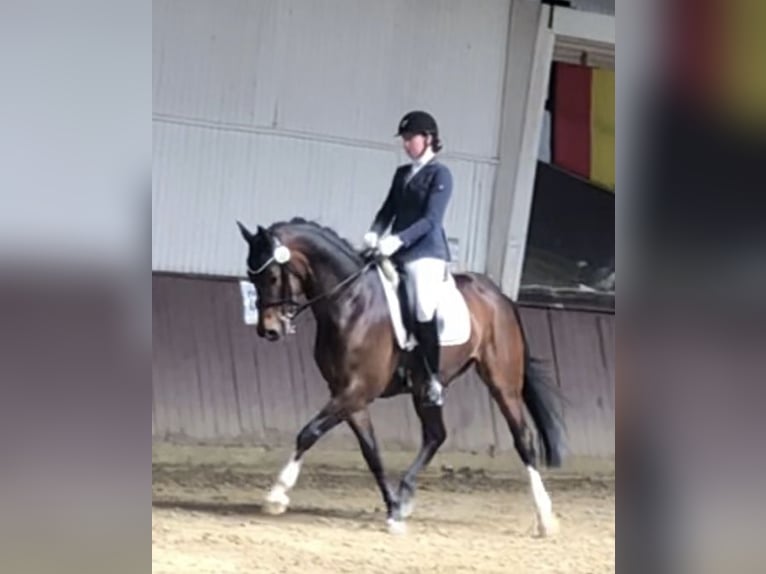 Hanoverian Gelding 11 years 15,3 hh Brown in Dortmund