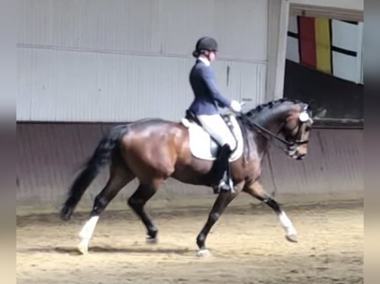 Hanoverian Gelding 11 years 15,3 hh Brown in Dortmund