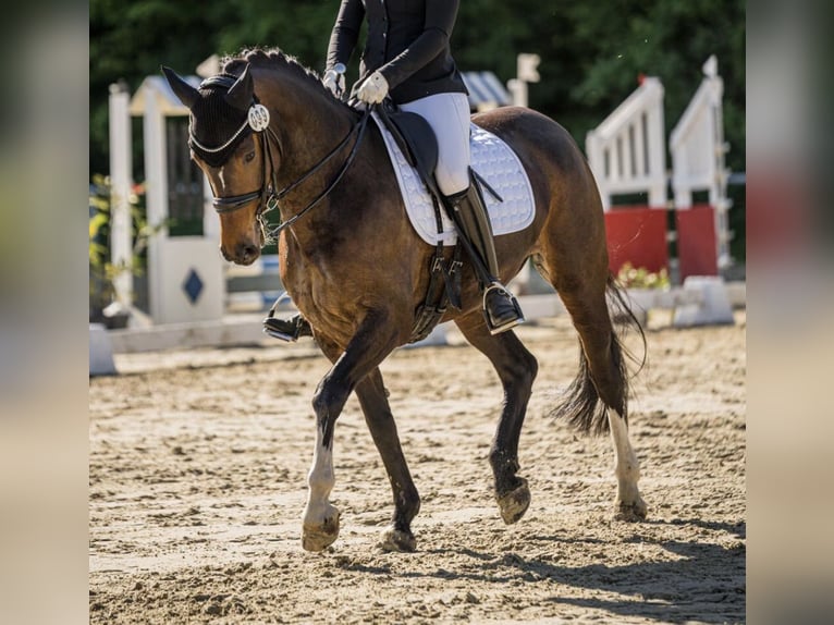 Hanoverian Gelding 11 years 15,3 hh Brown in Dortmund