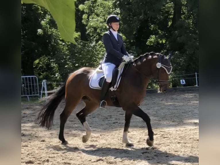Hanoverian Gelding 11 years 15,3 hh Brown in Dortmund