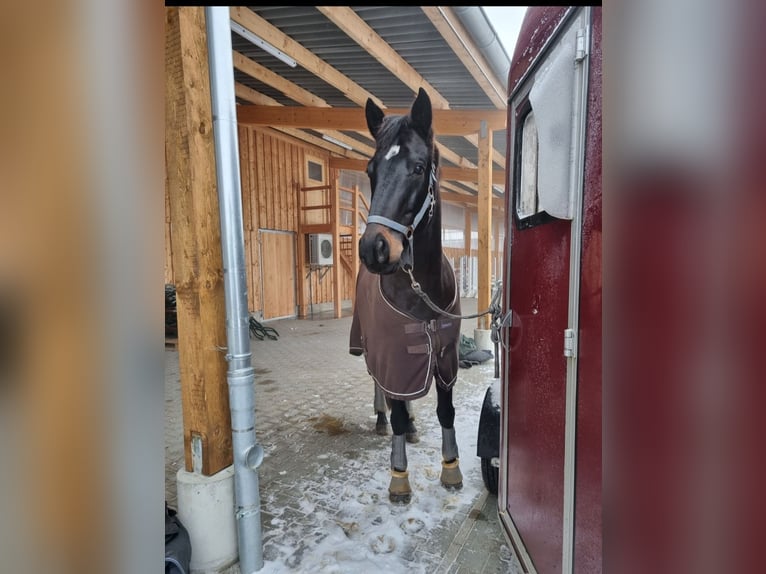 Hanoverian Gelding 11 years 16.1 hh Bay-Dark in Gransee