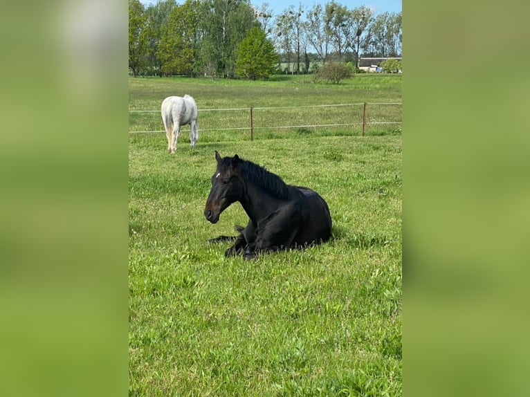 Hanoverian Gelding 11 years 16.1 hh Bay-Dark in Gransee