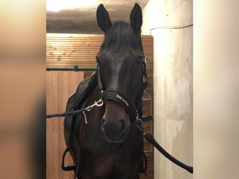 Hanoverian Gelding 11 years 16,1 hh Black in dury