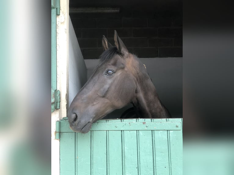 Hanoverian Gelding 11 years 16,1 hh Black in dury