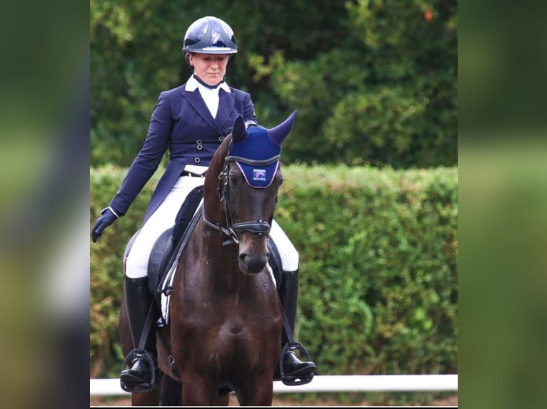 Hanoverian Gelding 11 years 16,1 hh Black in dury