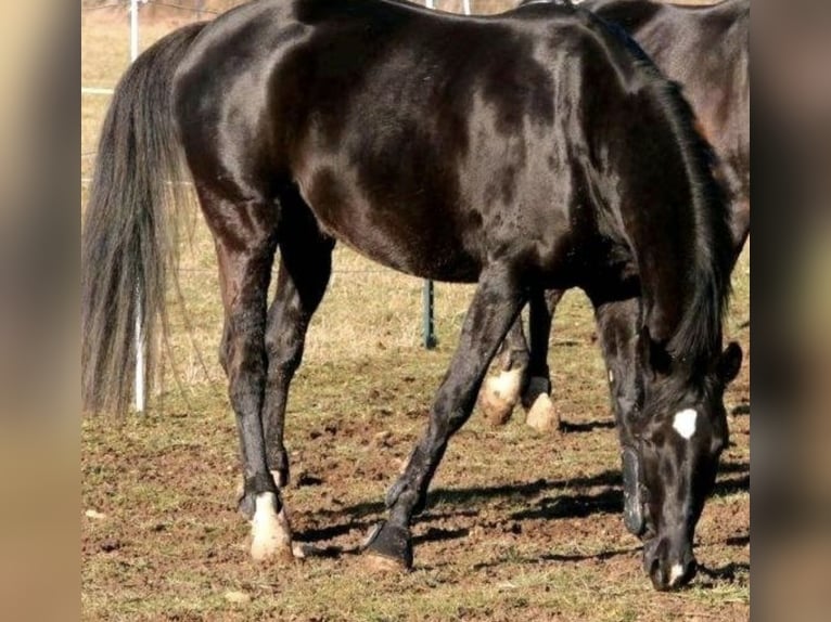 Hanoverian Gelding 11 years 16.1 hh Black in Bamberg