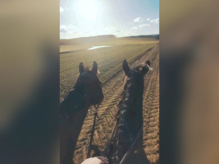 Hanoverian Gelding 11 years 16.1 hh Black in Bamberg