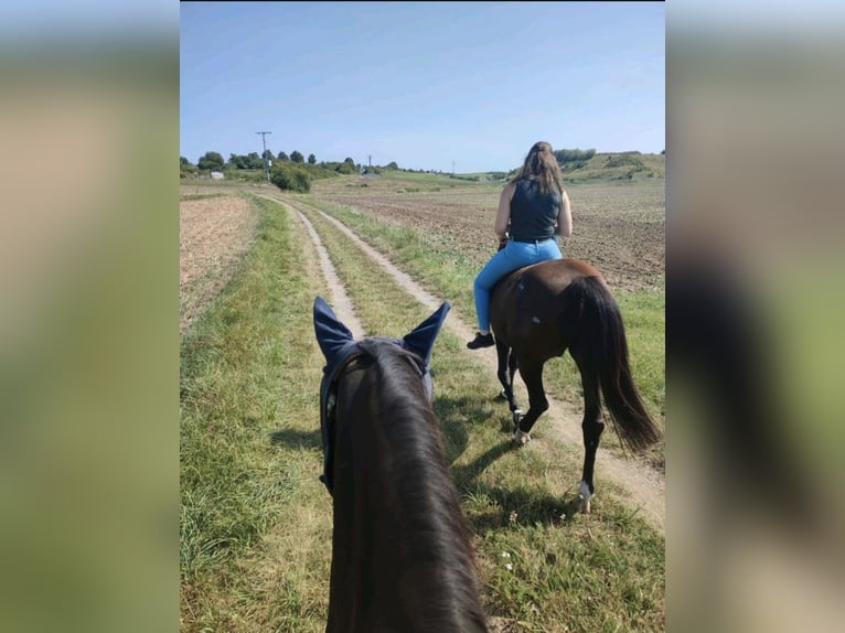 Hanoverian Gelding 11 years 16.1 hh Black in Bamberg
