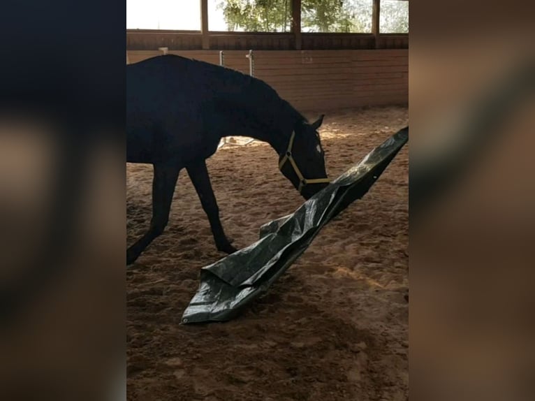 Hanoverian Gelding 11 years 16.1 hh Black in Bamberg