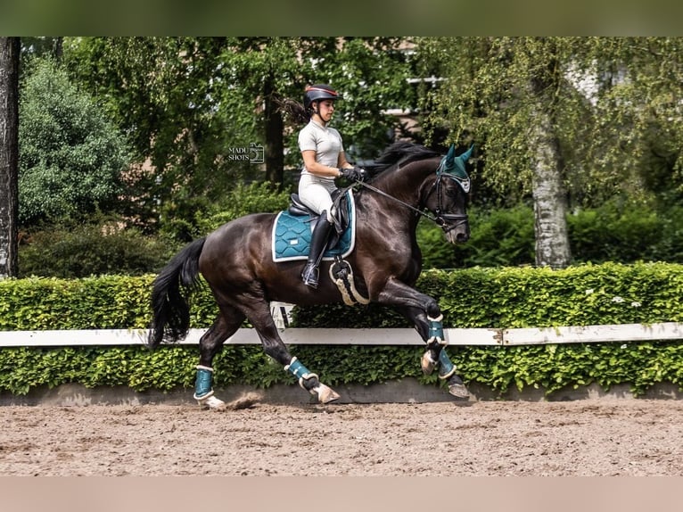 Hanoverian Gelding 11 years 16.1 hh Black in Okondo