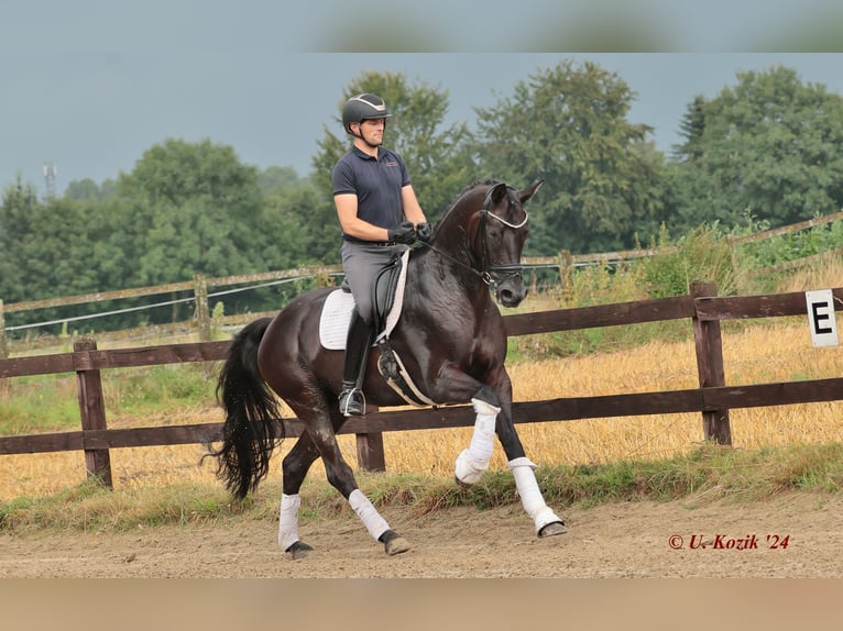 Hanoverian Gelding 11 years 16,1 hh Black in Greven