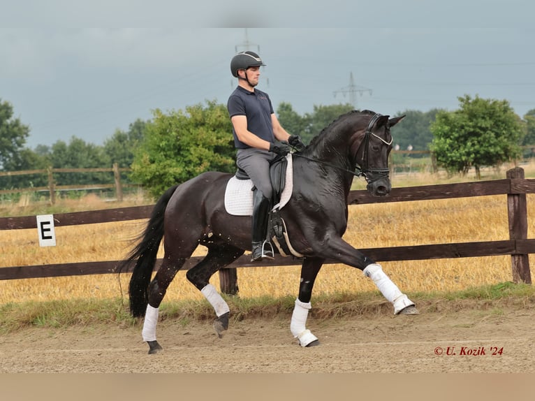 Hanoverian Gelding 11 years 16,1 hh Black in Greven