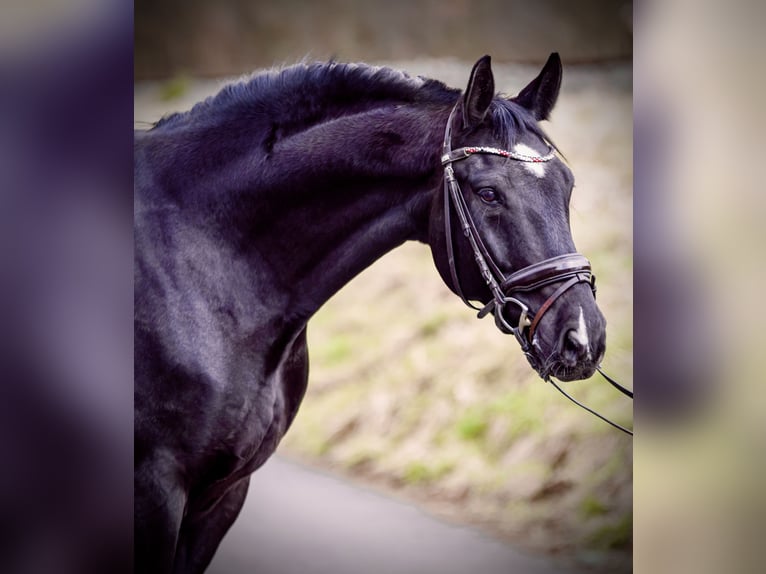 Hanoverian Gelding 11 years 16,1 hh Black in Höxter