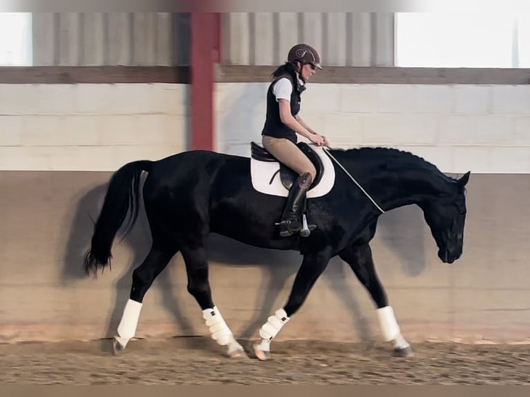 Hanoverian Gelding 11 years 16,1 hh Black in Höxter