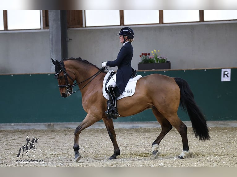 Hanoverian Gelding 11 years 16.1 hh Brown in München