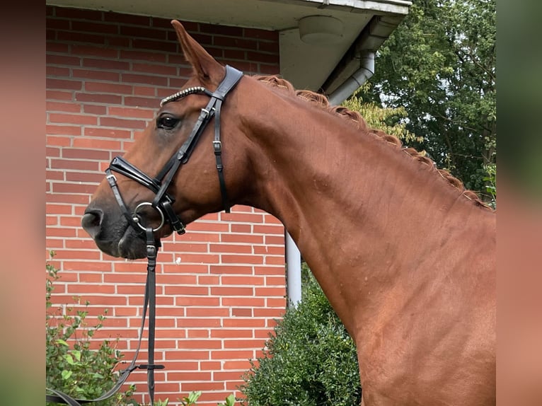 Hanoverian Gelding 11 years 16,1 hh Chestnut-Red in Kutenholz