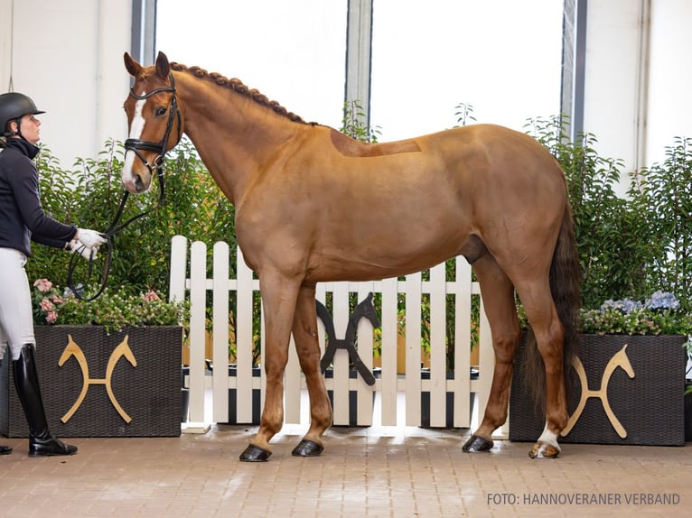 Hanoverian Gelding 11 years 16.1 hh Chestnut-Red in Verden