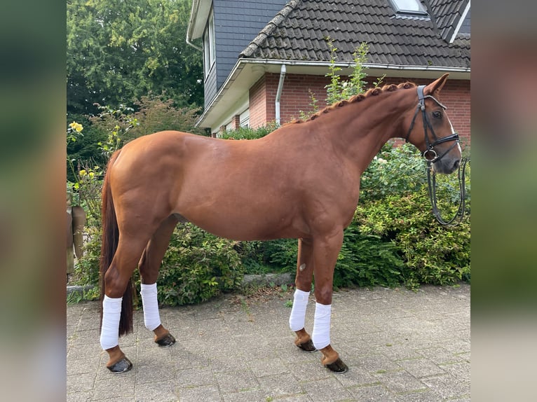 Hanoverian Gelding 11 years 16,1 hh Chestnut-Red in Kutenholz