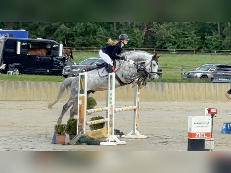 Hanoverian Gelding 11 years 16,1 hh Gray-Dapple in Nienburg (Weser)