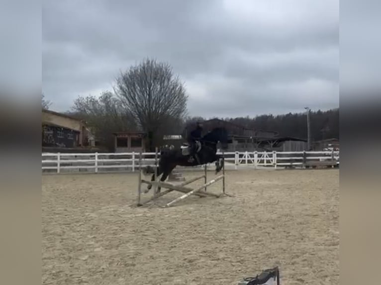 Hanoverian Gelding 11 years 16.1 hh Smoky-Black in Bamberg