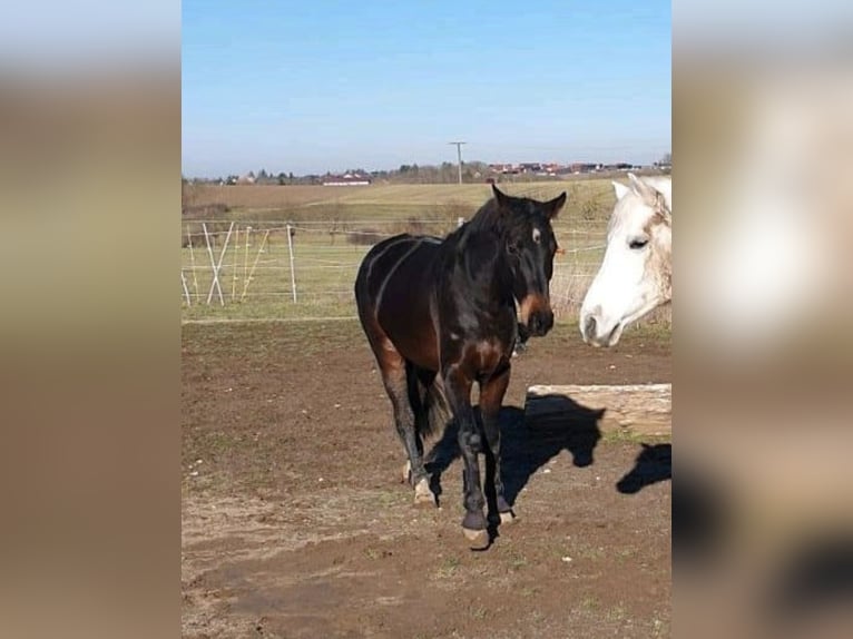 Hanoverian Gelding 11 years 16.1 hh Smoky-Black in Bamberg