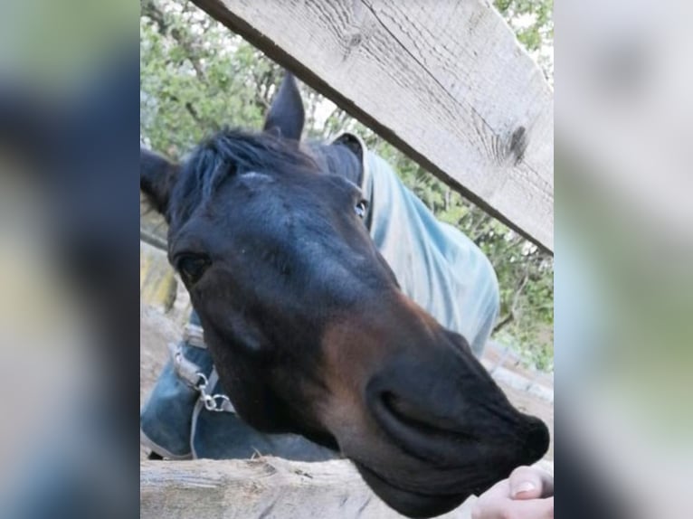 Hanoverian Gelding 11 years 16.1 hh Smoky-Black in Bamberg