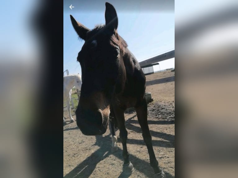 Hanoverian Gelding 11 years 16.1 hh Smoky-Black in Bamberg