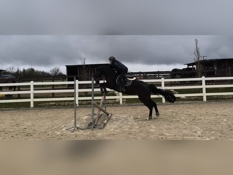 Hanoverian Gelding 11 years 16.1 hh Smoky-Black in Bamberg