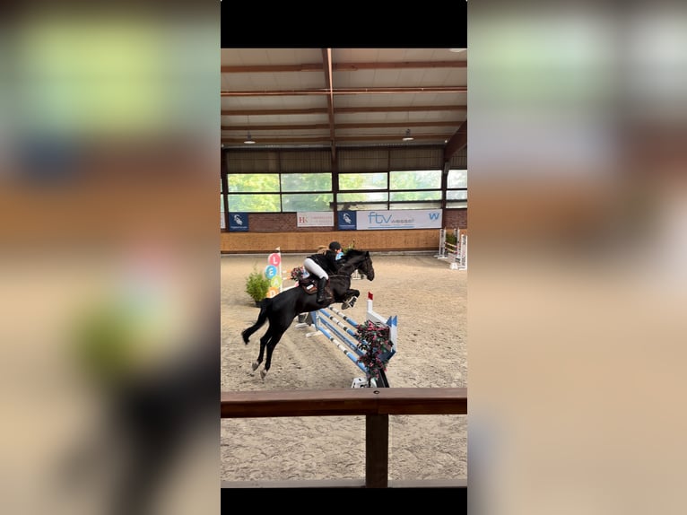 Hanoverian Gelding 11 years 16,2 hh Black in Schenefeld